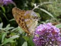 Argynnis paphia